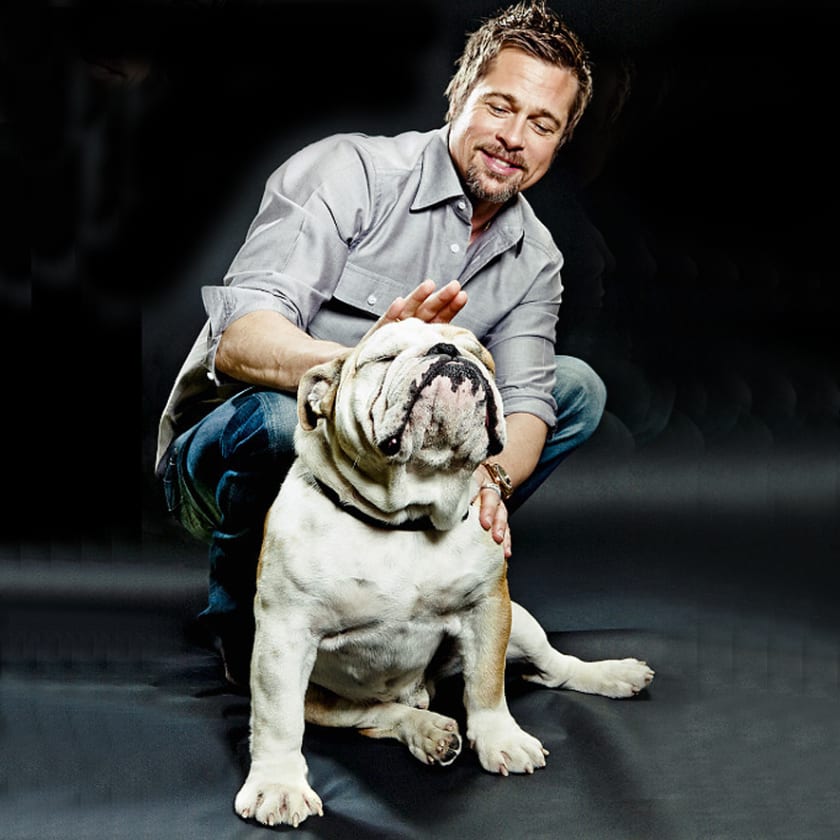 Brad-Pitt-and-his-bulldog