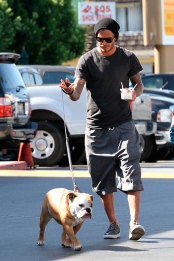 David-Beckham-and-his-buldlog