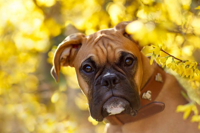 boxer dog eyes look