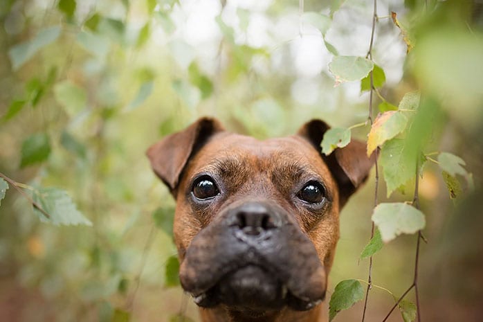 boxer dog face