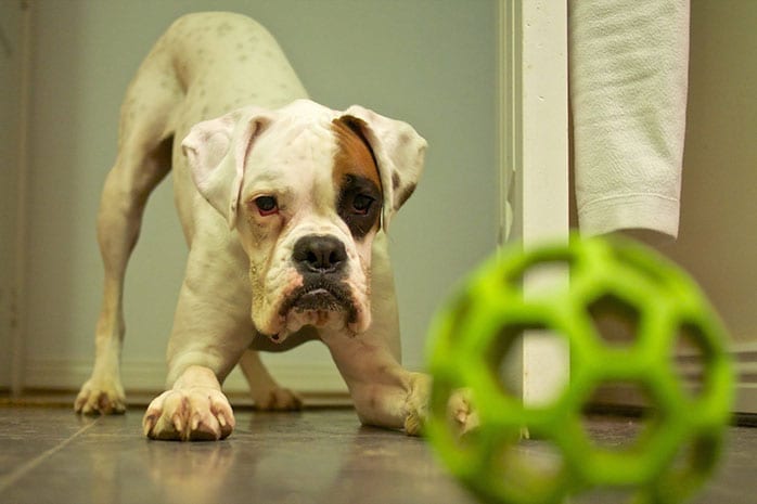 boxer dog play