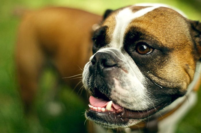 boxer dog smile