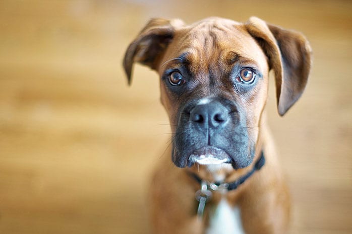 boxer dog