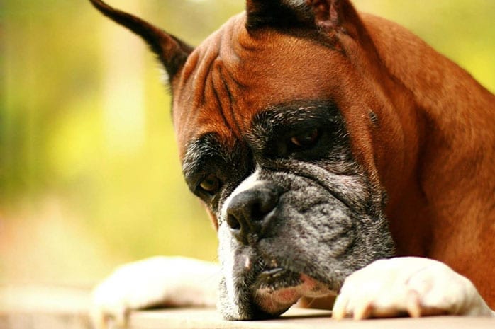 boxer dog eyes