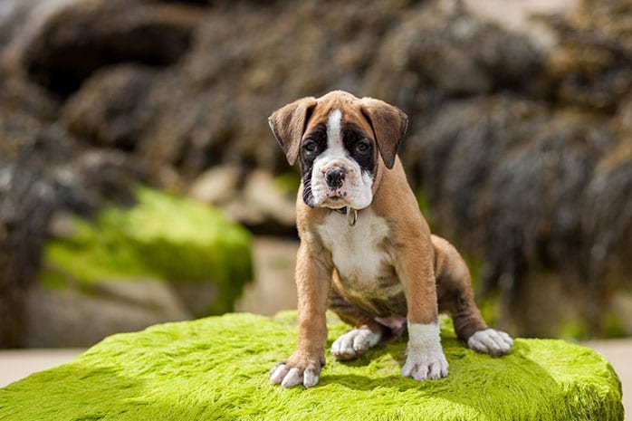 boxer puppy outdoor