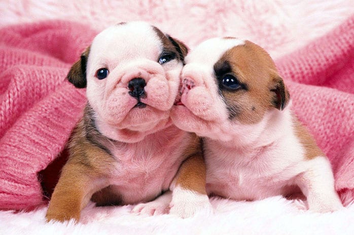 bulldog puppies