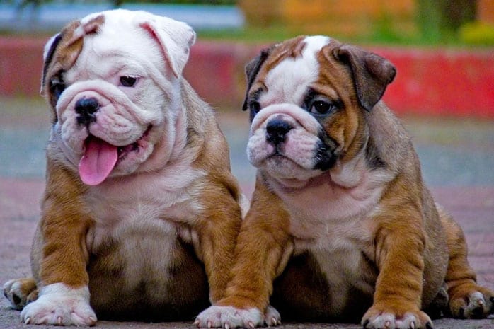 bulldog puppies