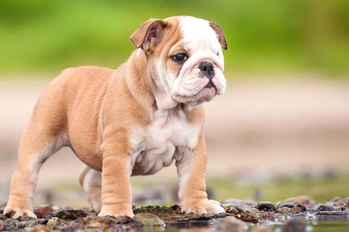 bulldog puppy