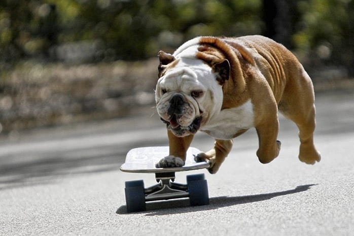 bulldog skateboard