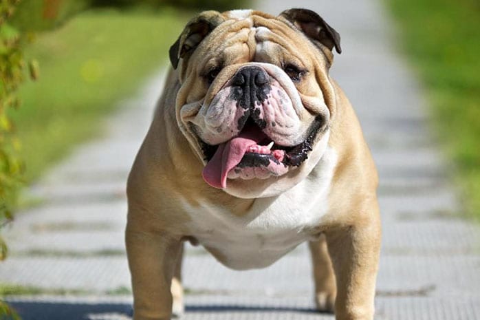 bulldog