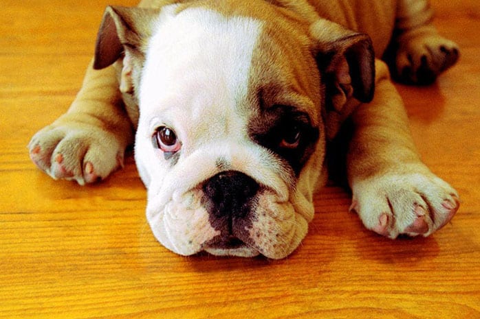 bulldog puppy