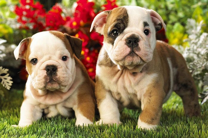 bulldog puppy