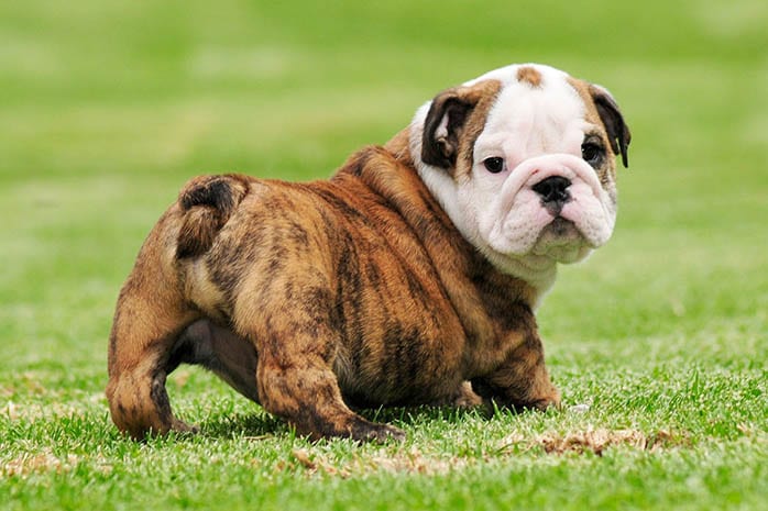 bulldog-puppy