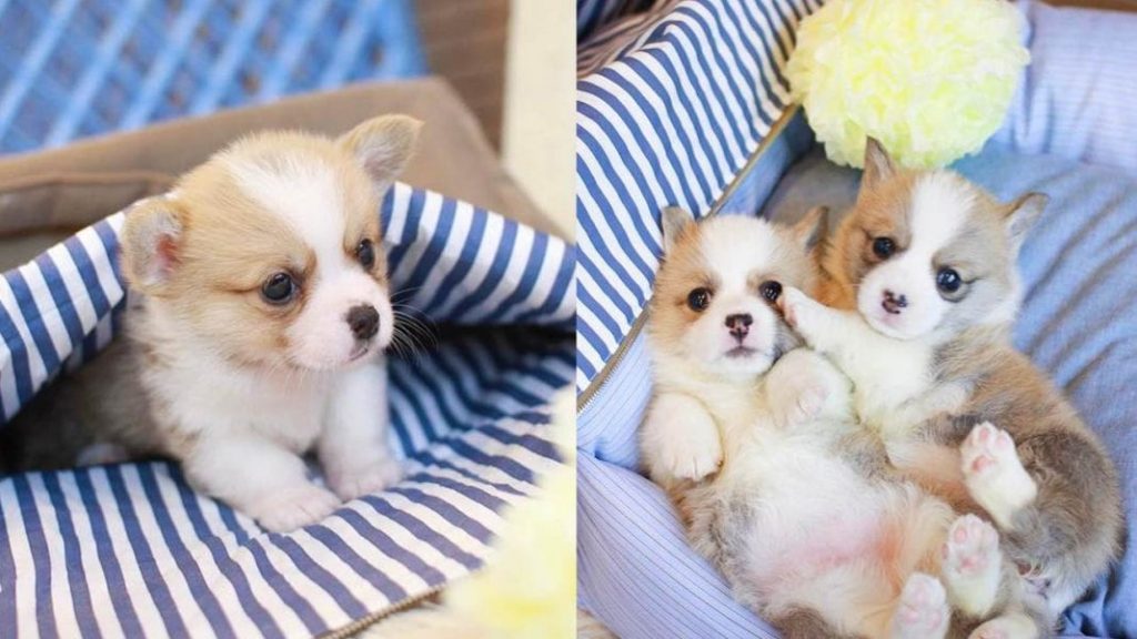 cute-corgi-puppies