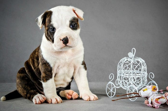 cute pit bull puppy