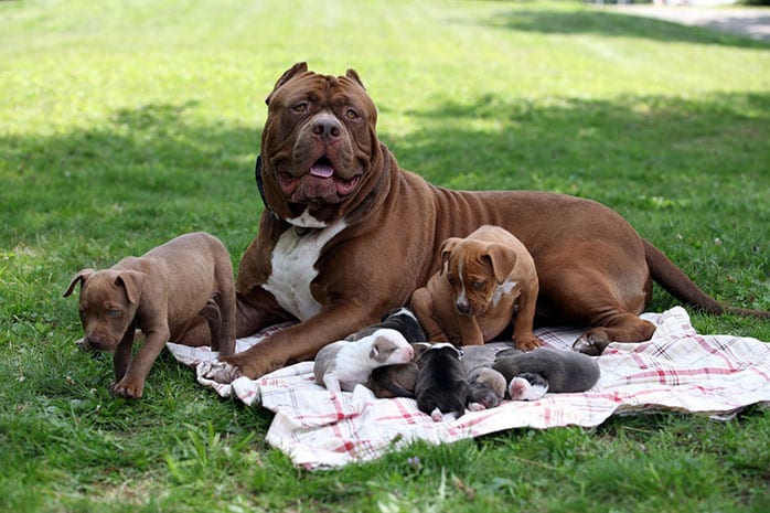 pit bull puppies