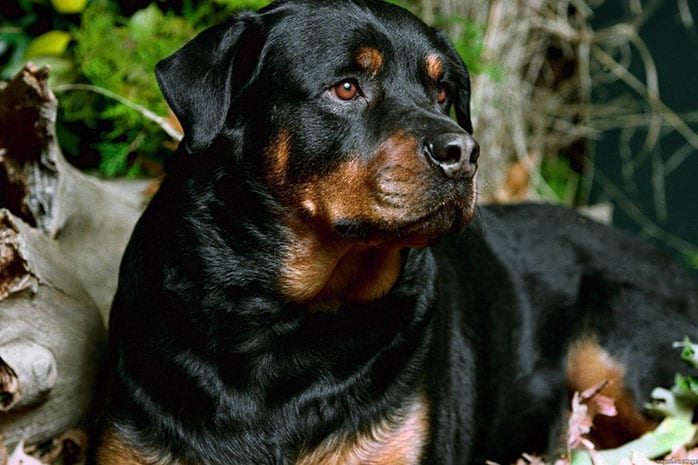 rottweiler black