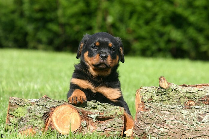 rottweiler black puppy