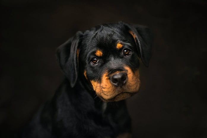 rottweiler black