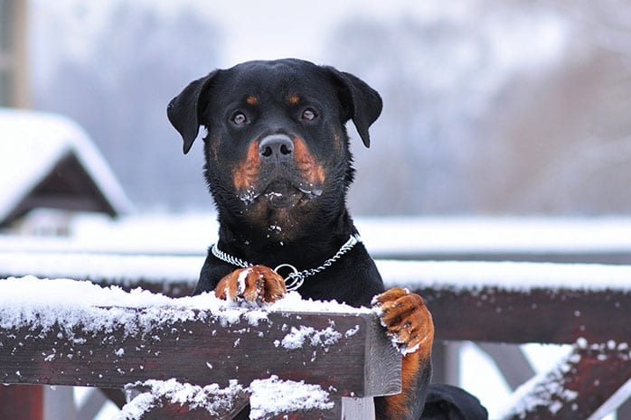 rottweiler eyes