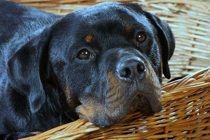 rottweiler face