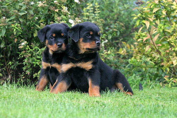 rottweiler