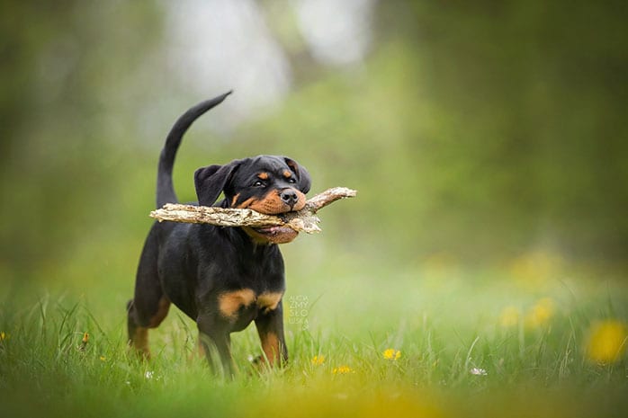 rottweiler puppy