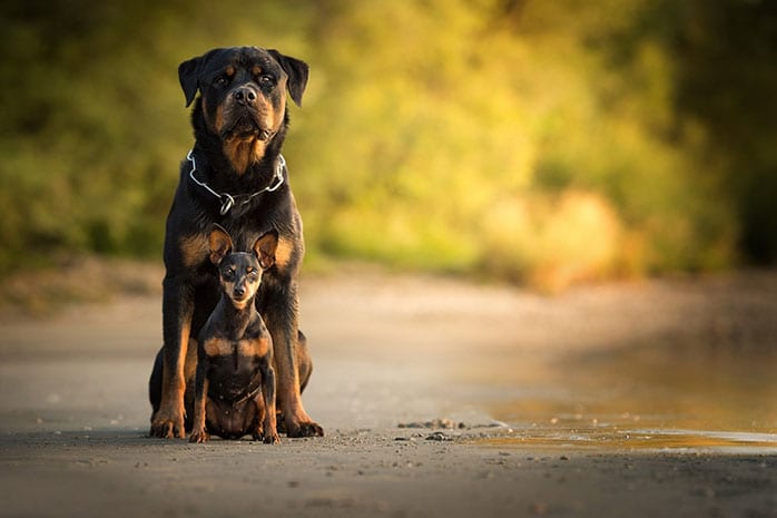 rottweiler