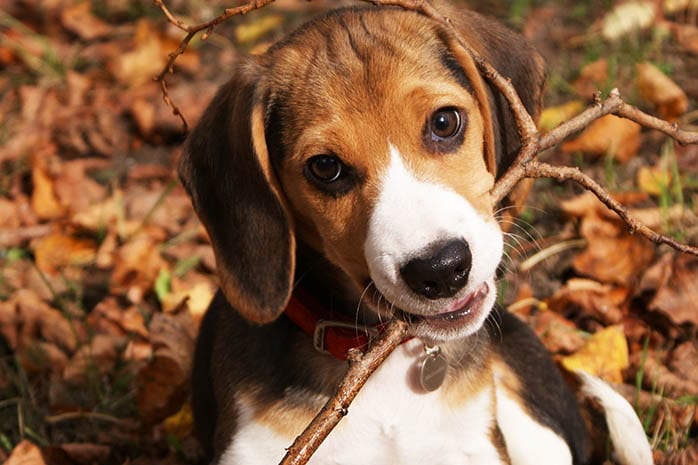 beagle