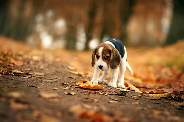 beagle