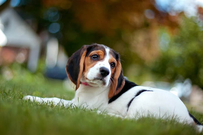 beagle