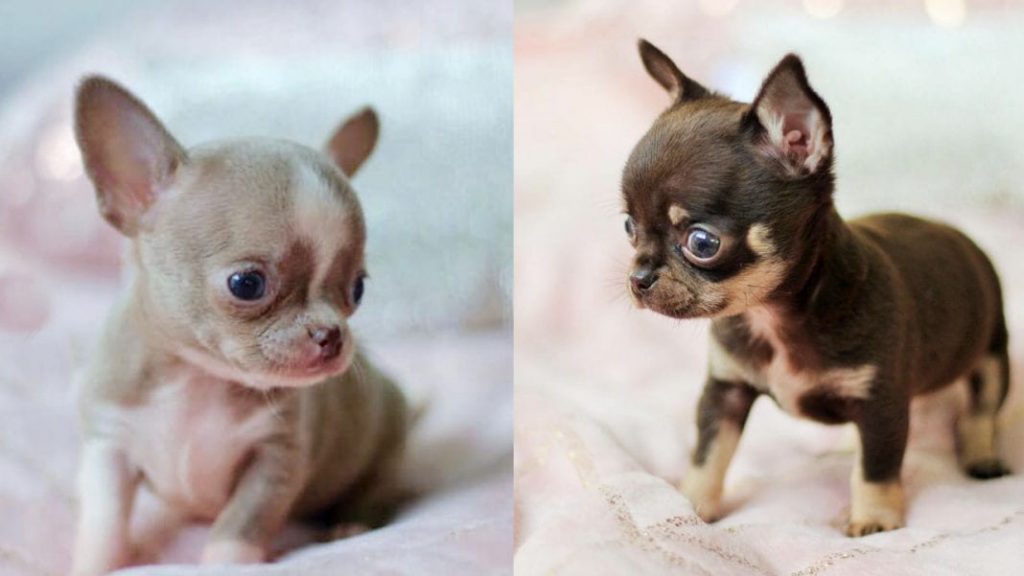 chihuahua-puppies