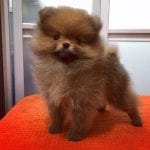 chocolate teacup pomeranian