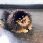 sable color teacup pomeranian