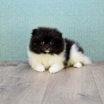 teacup pom puppies