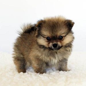 teacup pomeranian dog