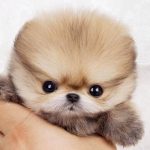 teacup-pomeranian