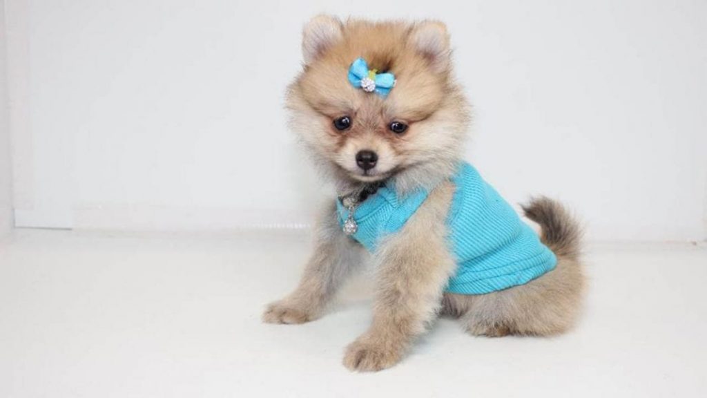 teacup pomeranian puppy