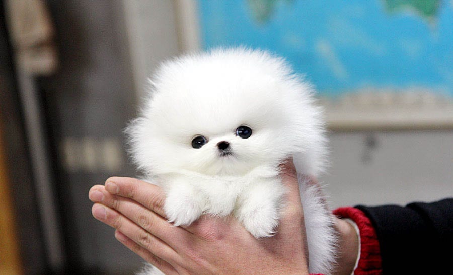 teacup pomeranian puppy price