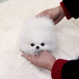 teacup pomeranian size