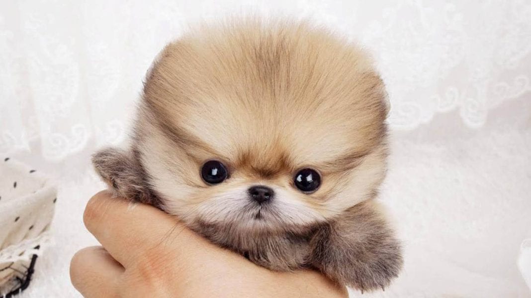 teacup-pomeranian