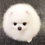 white teacup pomeranian