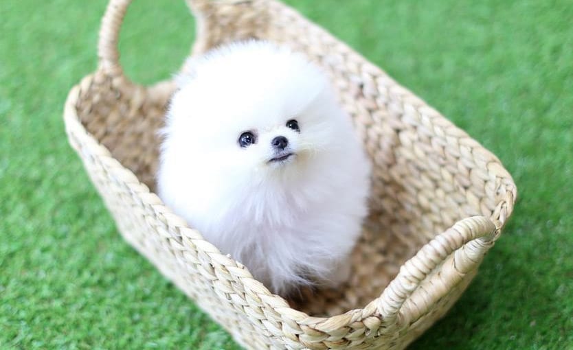 white teacup pomeranian dog