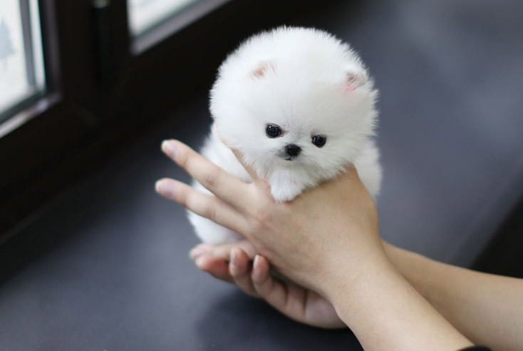 white teacup pomeranian puppies