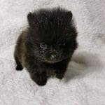 black teacup pomeranian