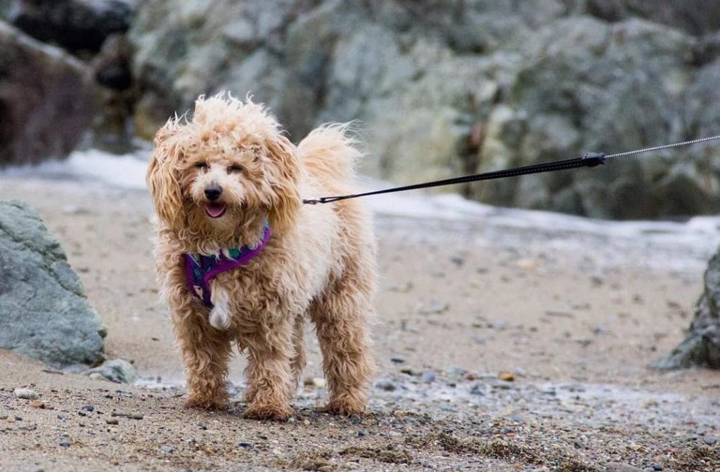 bichon poo bichon poodle mix