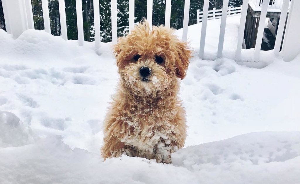 bichon poodle dog on ice