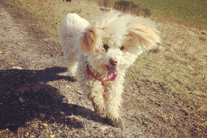 bichon poodle dog