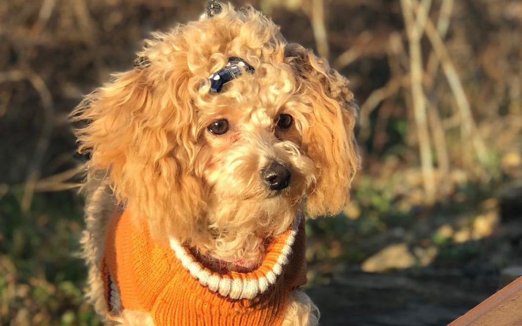 bichon poo poodle mix dog