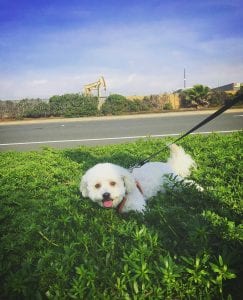 bichon poodle puppy playing